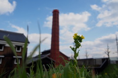堤防の 菜の花我に 酒を呼ぶ