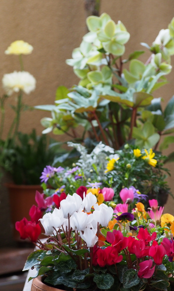 庭先の 心和むや 春の花