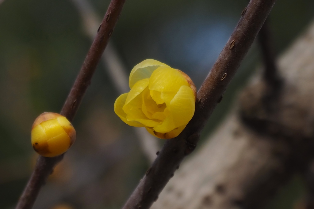 蝋梅や ようやく開花 春知らせ