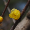 蝋梅や ようやく開花 春知らせ