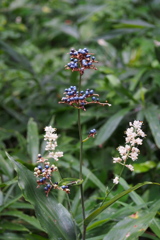 藪茗荷 時間（とき）は進みて 銀の粒