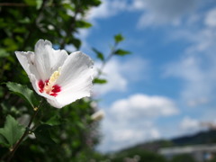 立葵梅雨明け示すてっぺん花