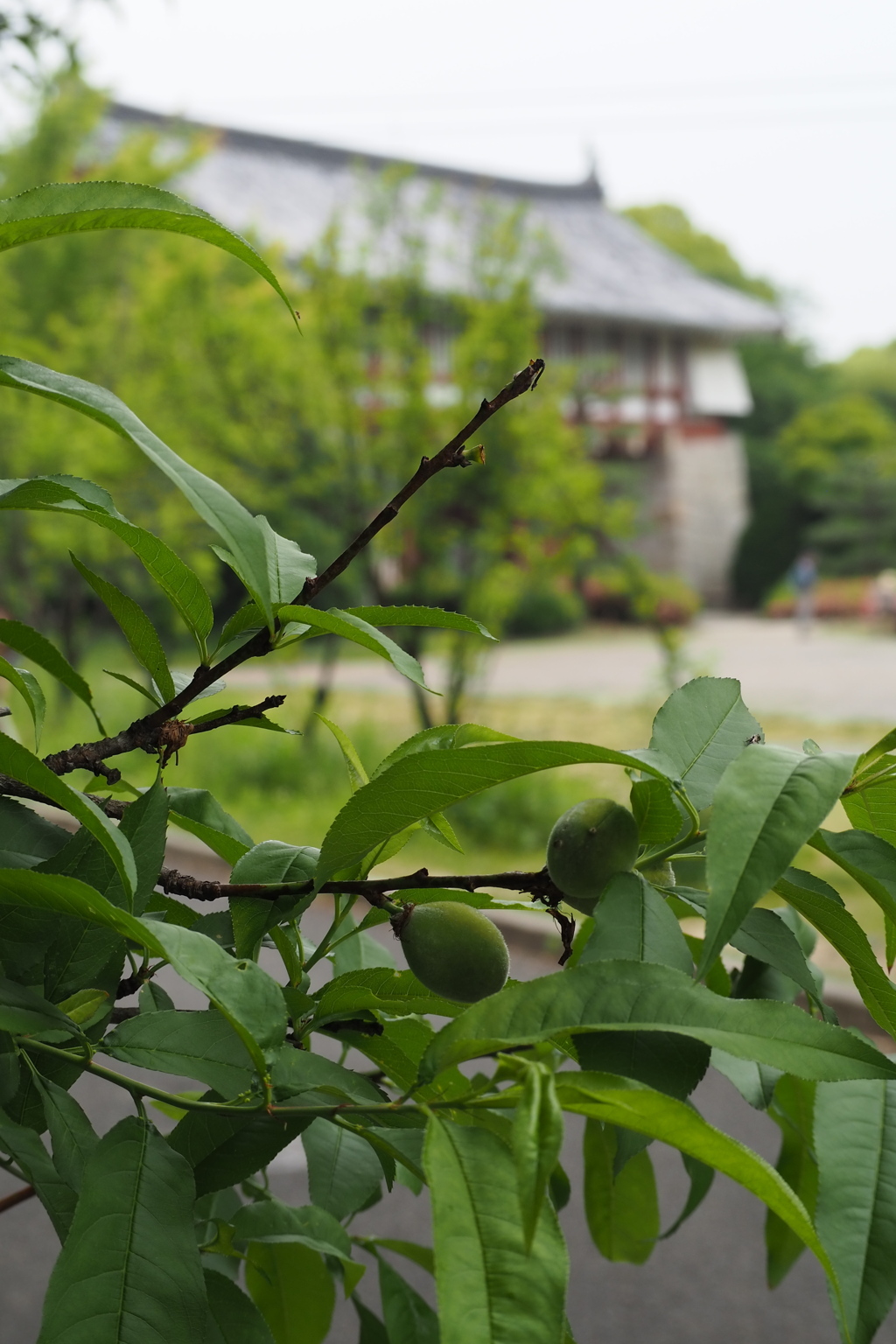 ハナモモの実 梅雨の足音 城公園