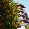 城公園 甘く香るや 金木犀
