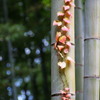 竹林 ここにも秋を 見つけたり