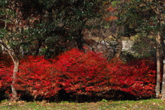 紅葉あと ドウダンツツジが 引き継いで