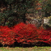 紅葉あと ドウダンツツジが 引き継いで