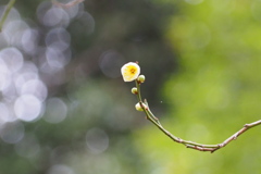 まどろみの 春の光りに 花一輪