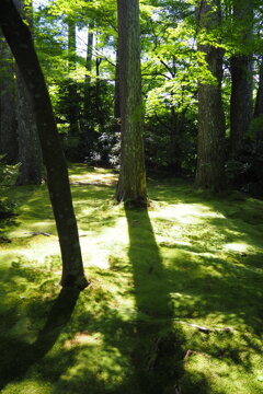 光り射す 庭の緑に 木々の影