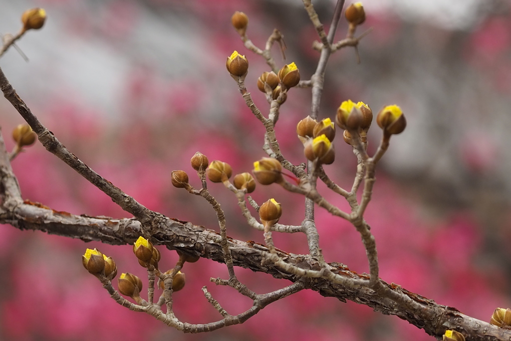 紅梅を 追いて開花の サンシュユか
