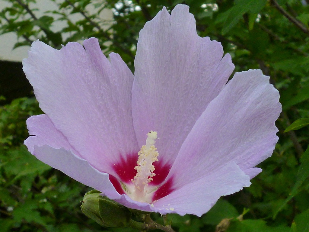 しっとりと花びら美しムクゲ花