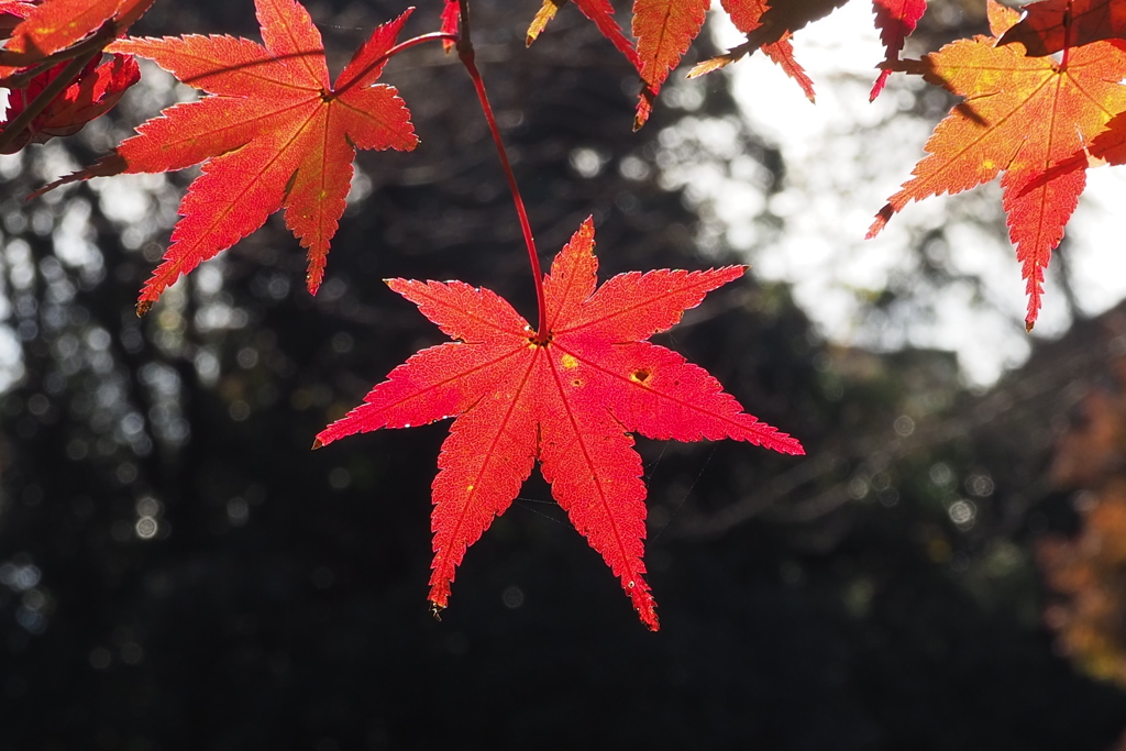 美しき 秋の光りの 紅き葉よ