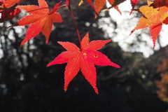 美しき 秋の光りの 紅き葉よ