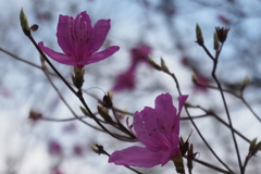 もう開花 優し紫 山ツツジ