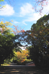秋景色 休日キャンパス 鳥の声