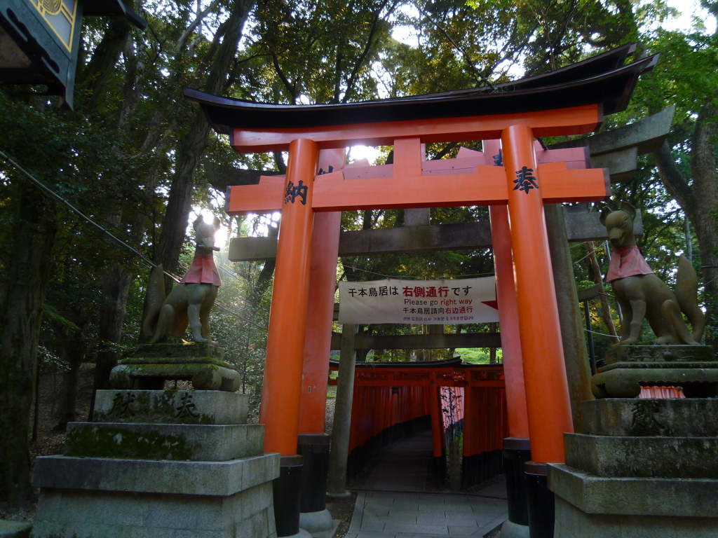 朝陽射す 千本鳥居に 身を正す