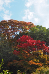 秋進む 木々の彩り 色増して