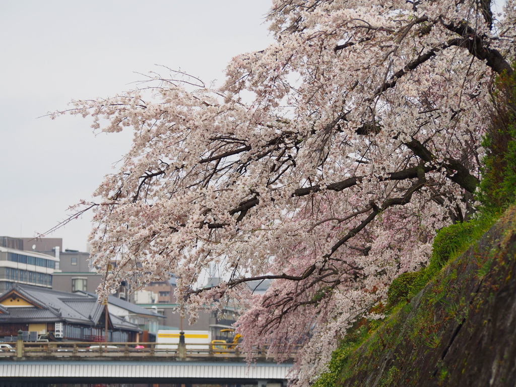 鴨川に 枝はせり出し 花見頃