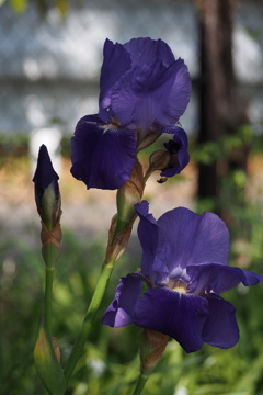 時進む 公園花壇 あやめ咲く