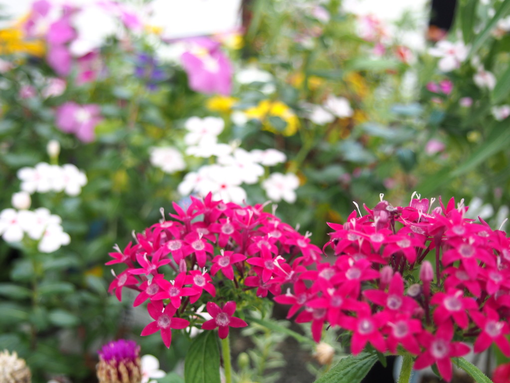 癒される お花畑や 寺花壇