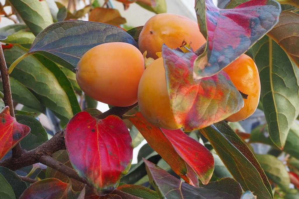 柿の木は 彩り鮮やか 秋本番
