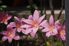 二度見した 花の中には また花が