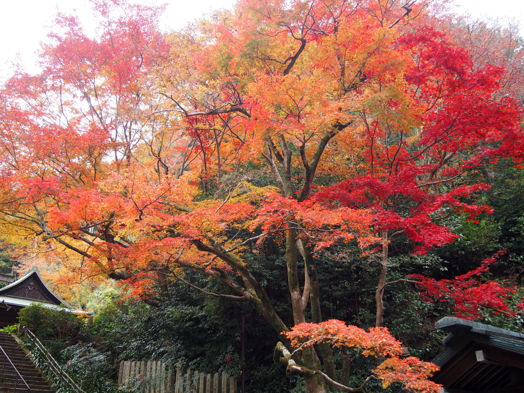 姿良し 彩りも良し 紅葉かな