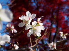 冬桜 紅葉バックに 晴れ姿