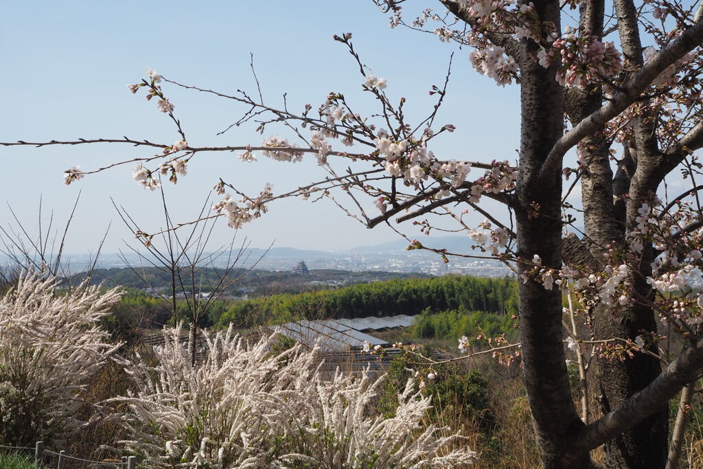 好天に 山に登りて 春景色