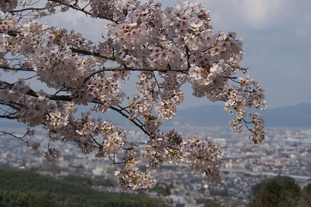 春の日や 花越しに見ゆ 京の街