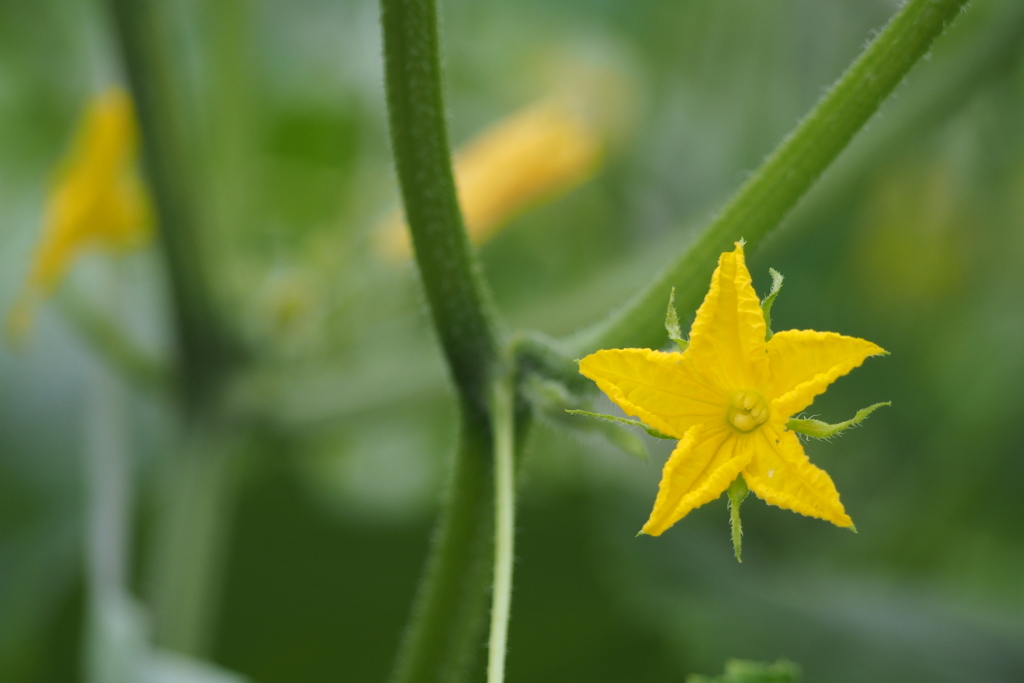 目を引きて黄色の花やお星さん