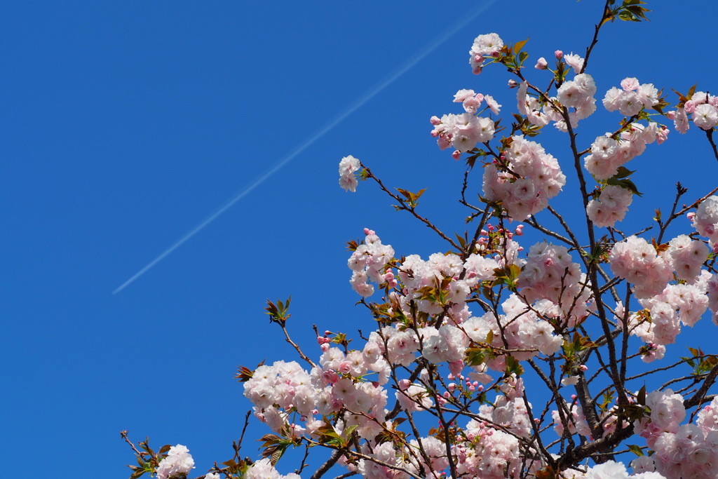 八重桜 飛行機雲と 空に映え