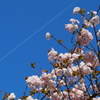 八重桜 飛行機雲と 空に映え