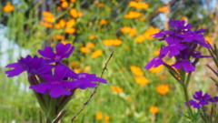 紫の タピアの花や 秋風情
