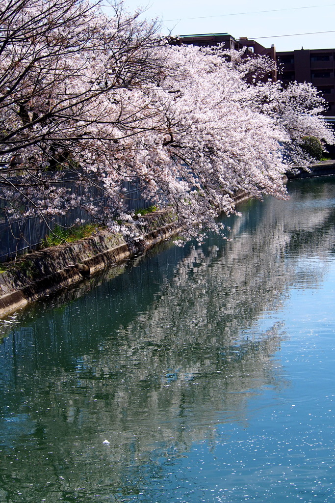 水鏡 今年最期の 花姿