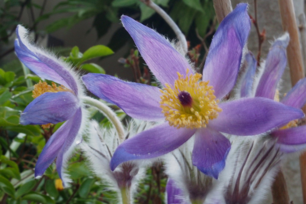 オキナソウ 産毛まといて 春開花