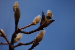 木蓮は 春はもうすぐ 背伸びかな