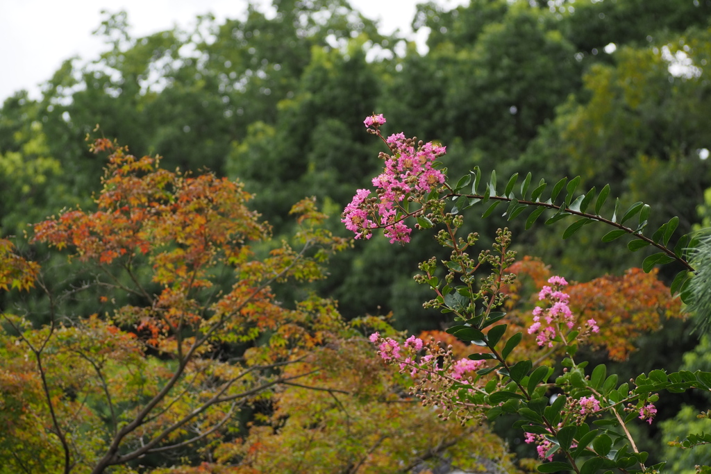 処暑の候 夏色秋色 同居して