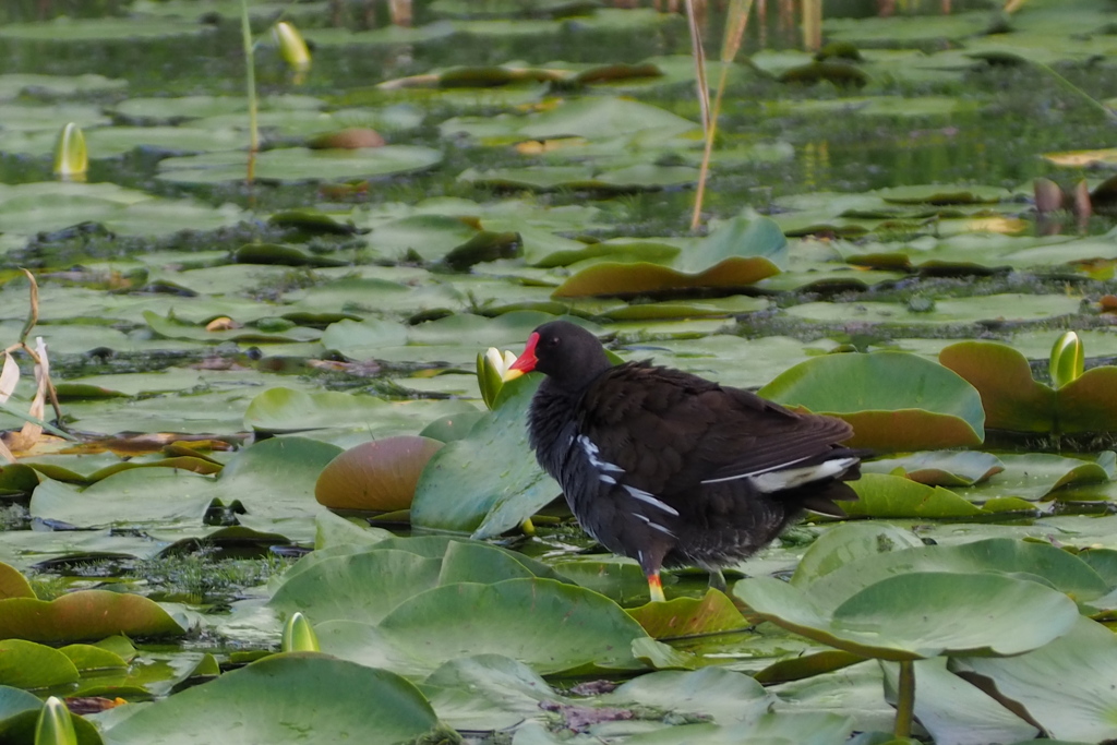 目立ちます 赤きくちばし バンの鳥