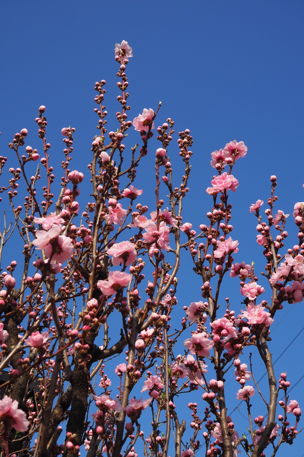 春色の ピンク花桃 空に映え