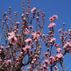 春色の ピンク花桃 空に映え