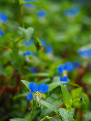 露草や 青き蝶々の 舞いを見る