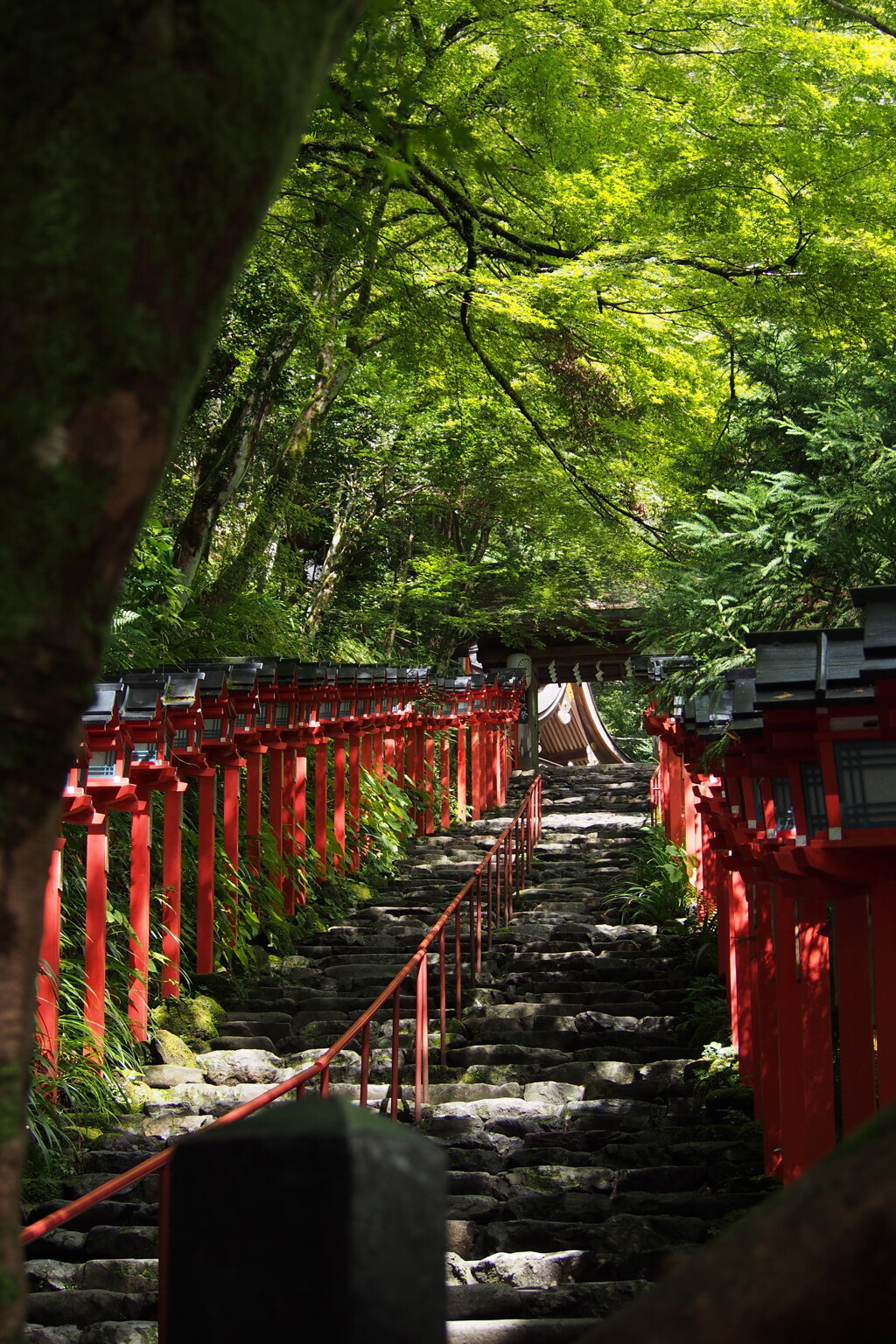 木洩れ日の 神社石段 青もみじ