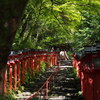 木洩れ日の 神社石段 青もみじ