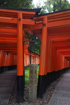 どっち行こ 右も左も 奥之院