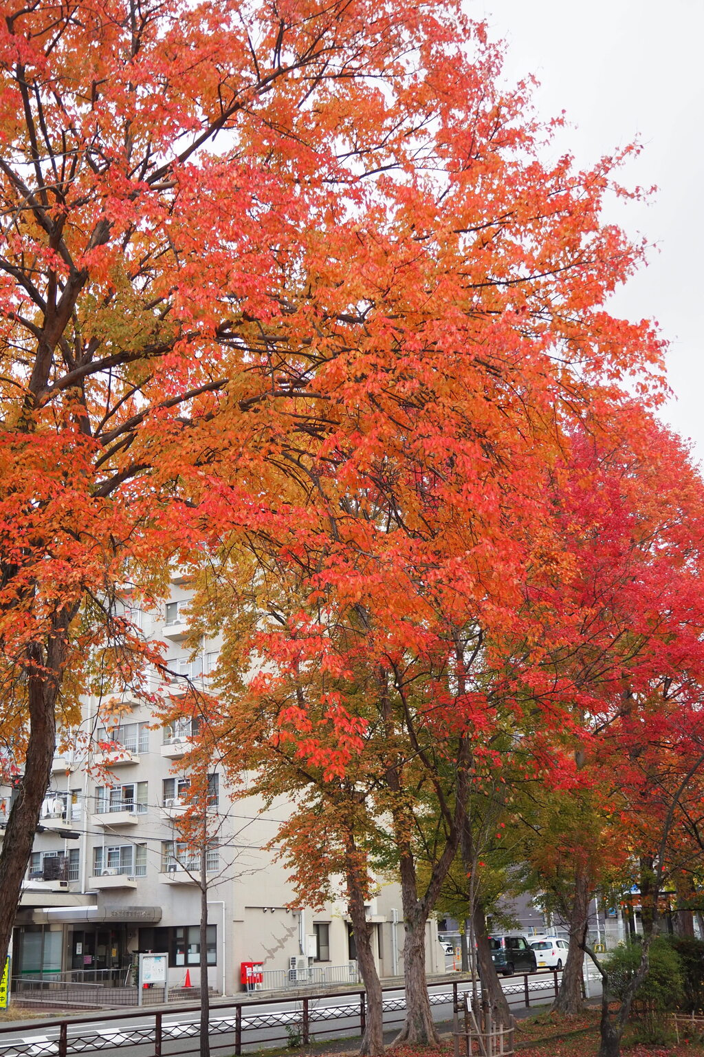 今見頃 通りの紅葉 癒し色