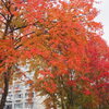 今見頃 通りの紅葉 癒し色