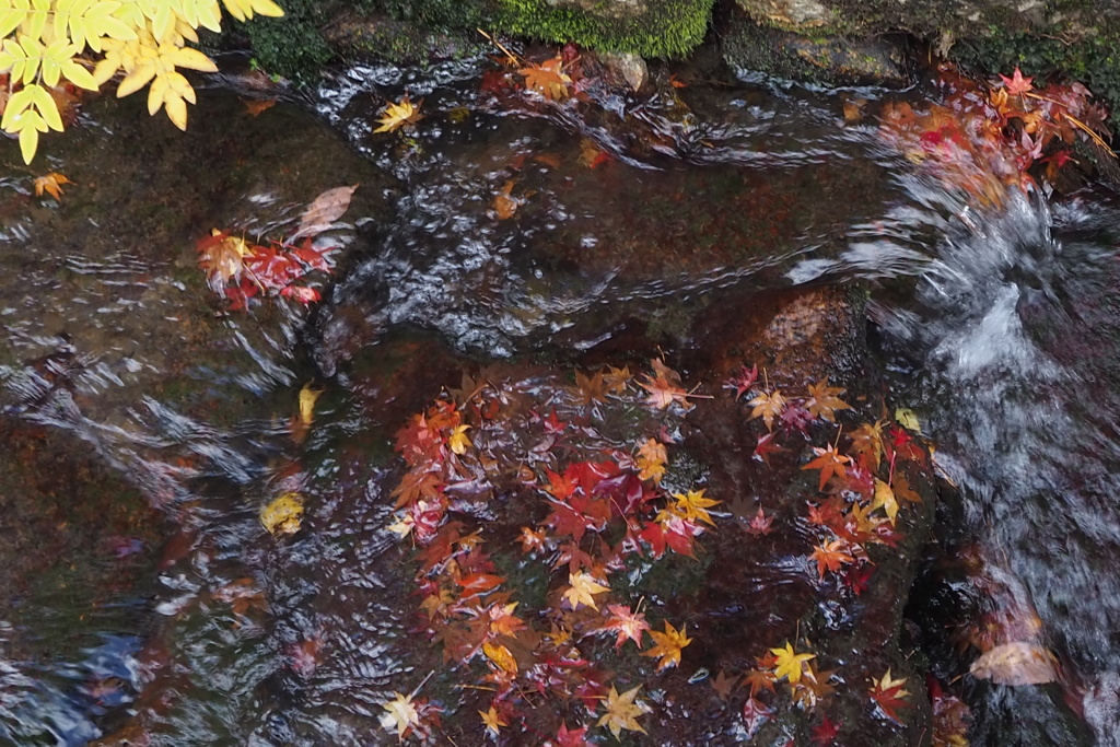 観て聴いて 寺の水路の 紅葉かな