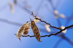 春空に何の木の実か野菜豆