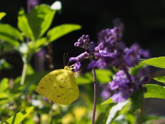 紫の 花蜜甘し 黄蝶かな